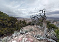 Harpers Corner Trail