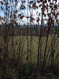 Hatton Road trees 117