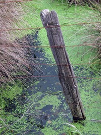 Hatton Road wet fence 117