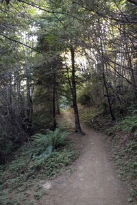 Holder Knob Trail