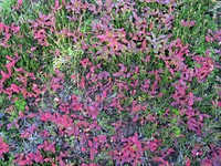 Huckleberry Creek trail flowers