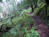 Humbug Mountain trail