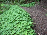 Humbug Mountain trail