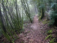 Humbug Mountain trail