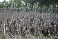 Issaquah Hobart swamp