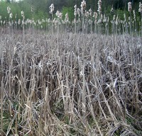 Issaquah Hobart swamp