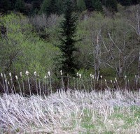 Issaquah Hobart swamp