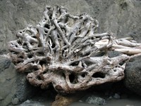 Jefferson Cove stump