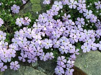 Kendall Katwalk flowers