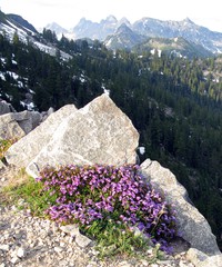 Kendall Katwalk flowers