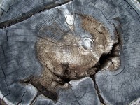 Lake Keechelus tree stump