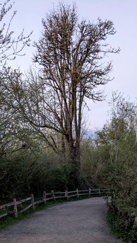 Lake Sammamish Rowing