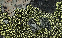 Lichen on Mt Fremont rock