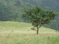 Little Adams Peak tree