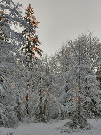 Maple Valley back yard snow