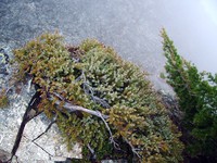 McClellan Butte bush