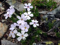 McClellan Butte flowers