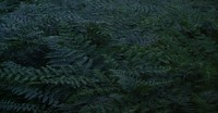 McClellan Butte trail ferns