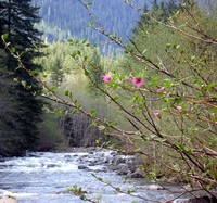 Middle Fork Snoqualmie
