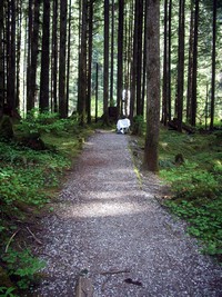 Middle Fork Snoqualmie 8x10 Camera