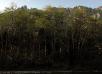 Middle Fork Snoqualmie trees