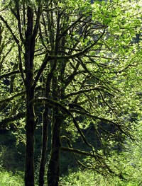 Middle Fork Snoqualmie trees