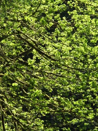 Middle Fork Snoqualmie trees