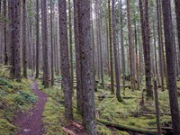 Middle Fork Snoqualmie trees