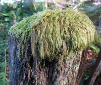 Mossy Mop Top