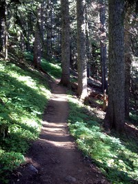 Mowich Lake to Spray Park Trail August