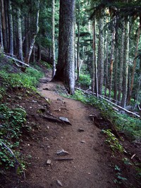 Mowich Lake to Spray Park Trail August