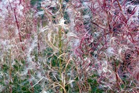 Mt Baker plant pattern