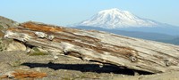 Mt Log Adams