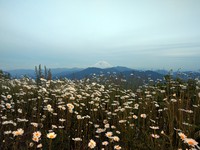 Mt Rainier and daisies from Mt McDonald