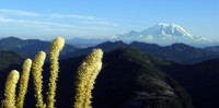 Mt Rainier from Bandera Mountain