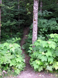 Mt Washington trailhead
