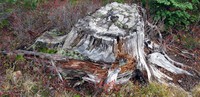 Naches Pass road stump