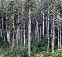Naches Pass road trees