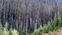Naches Pass road trees