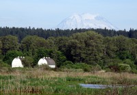 Nisqually barns and Mt Rainier