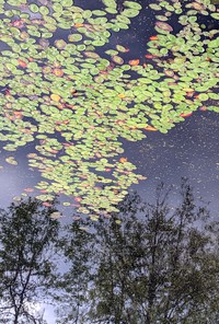 Nisqually starry night