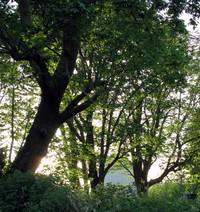 Nisqually trees and barn