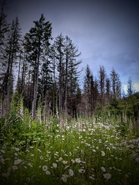 North Fork Snoqualmie flowers
