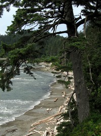 Olympic beach and tree