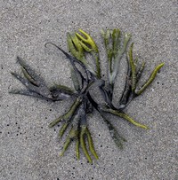Olympic seaweed