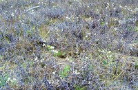 Owyhigh Lakes Trail September