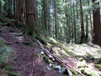 Pratt Lake trail big trees sign
