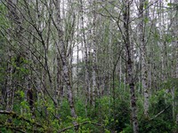 Preachers Slough trees