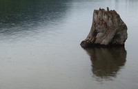 Rattlesnake Lake stump