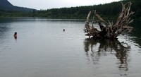 Rattlesnake Lake stump